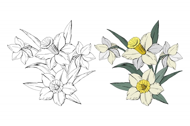 花束白い水仙の色とモノクロのセット プレミアムベクター