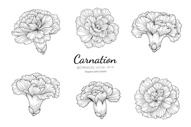 カーネーションの花と葉のセット手描きの白い背景のラインアートと植物のイラスト プレミアムベクター