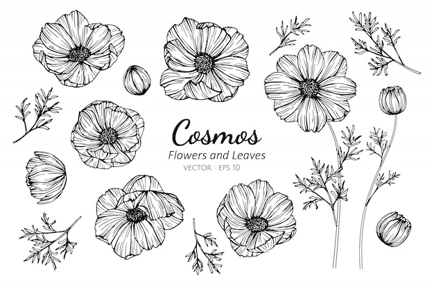 コスモスの花と葉のイラストを描くのセットです プレミアムベクター