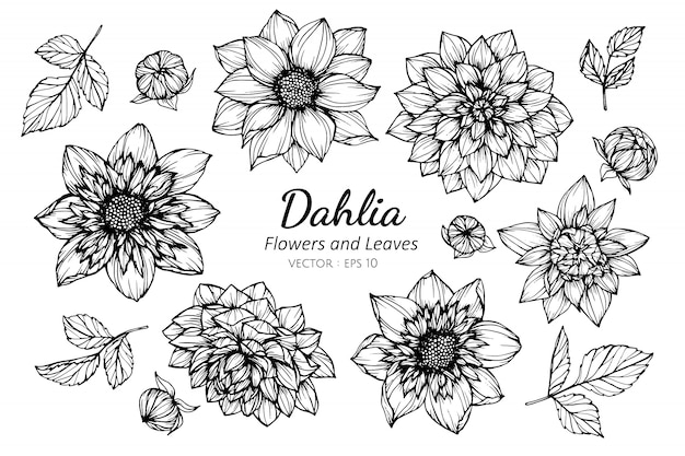 ダリアの花と葉のイラストを描くのセットです プレミアムベクター