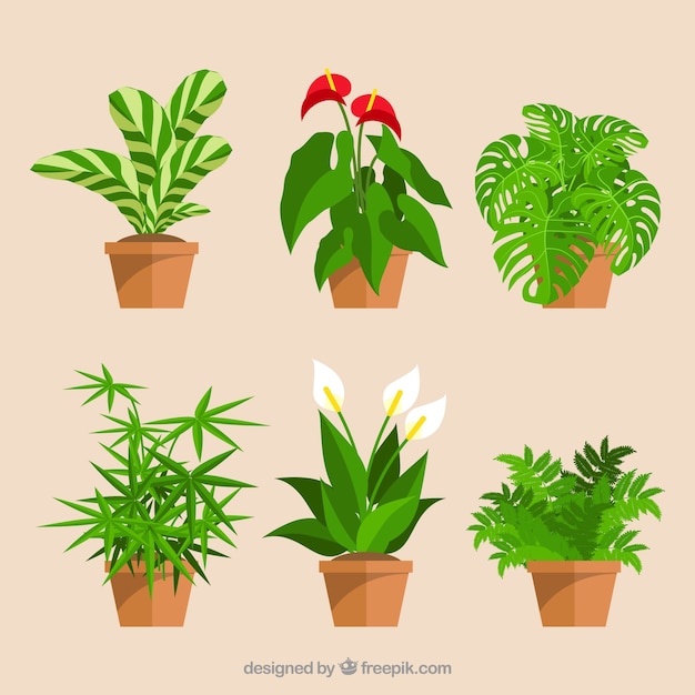 Download Plant Pot Vectors, Photos and PSD files | Free Download