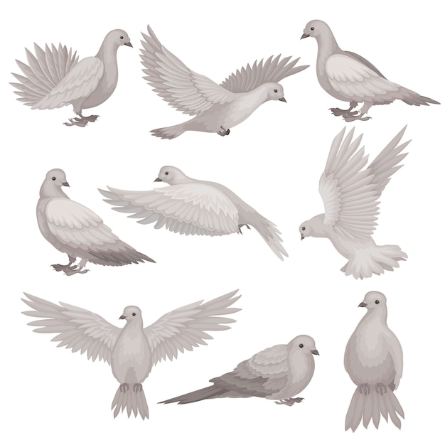 さまざまなポーズの鳩のセット 小さな頭 短い脚 灰色の羽を持つ鳥 プレミアムベクター