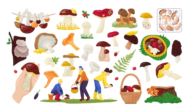 自然の中の白いイラストの食べ物のための食用キノココレクションのセット 森の秋のキノココレクター プレミアムベクター