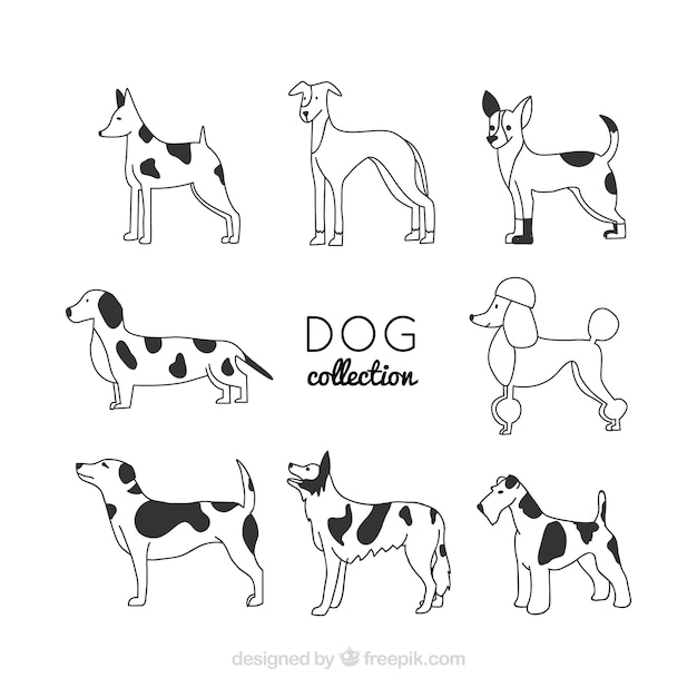 Set of eight lineal dogs
