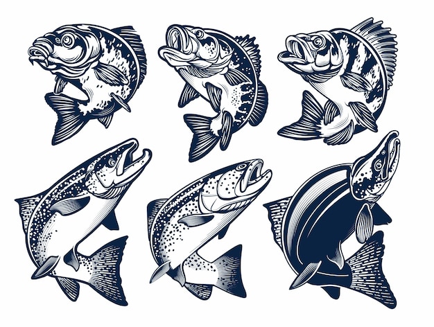 魚のエンブレムのセット コイ バス パーチ チヌークサーモン ニジマス 紅鮭 イラスト プレミアムベクター