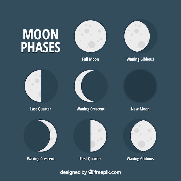 Set of flat moon phases Vector | Free Download