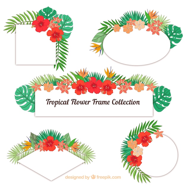 Set of frames with tropical flowers Vector | Free Download