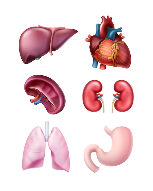 健康でリアルな人間の臓器の肝臓のセット プレミアムベクター