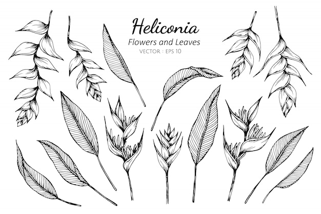 ヘリコニアの花と葉のイラストを描くのセットです プレミアムベクター