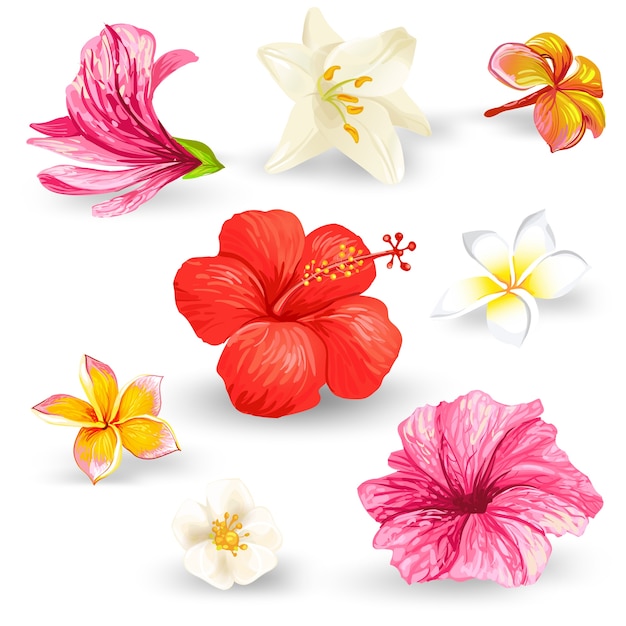 熱帯ハイビスカスの花のイラストのセット 無料のベクター