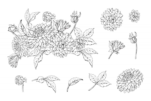 モノクロダリアブーケと花の要素のセット プレミアムベクター