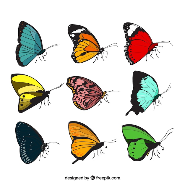 Set of nine butterflies with different\
designs