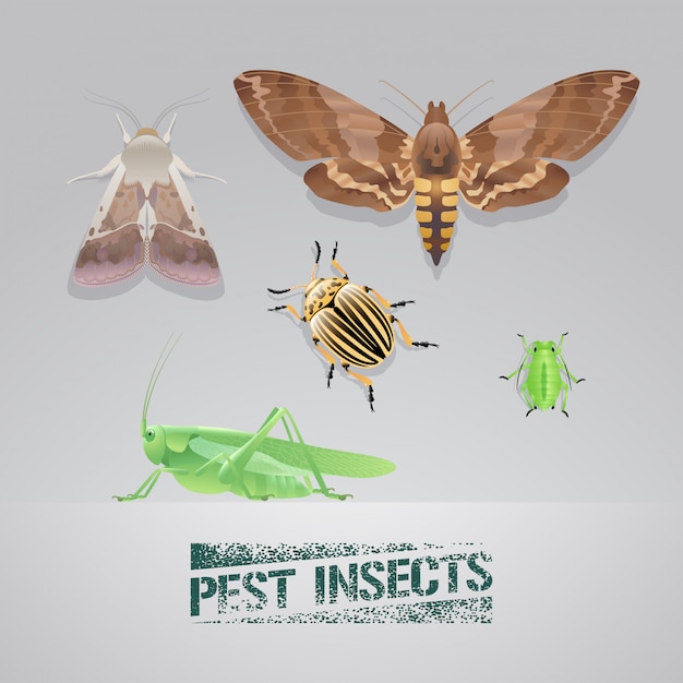 害虫昆虫のリアルなイラストのセット プレミアムベクター
