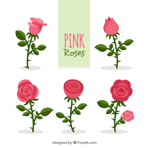 Set of pink roses