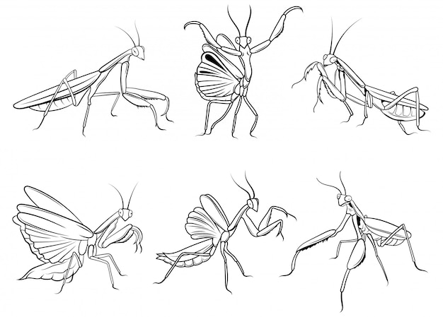 カマキリのセットです さまざまなポーズのカマキリのシルエットのコレクション プレミアムベクター