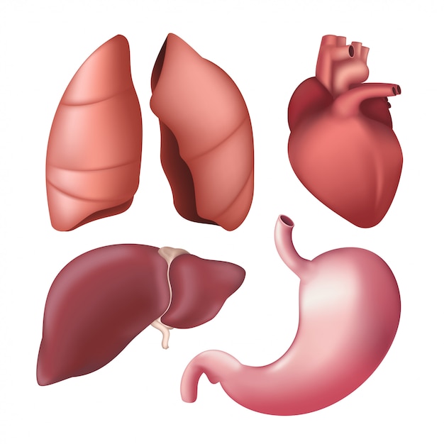 現実的な人間の内臓 肺 肝臓 心臓 胃のセット 白い背景に分離されたさまざまな解剖学的体の部分のイラスト プレミアムベクター