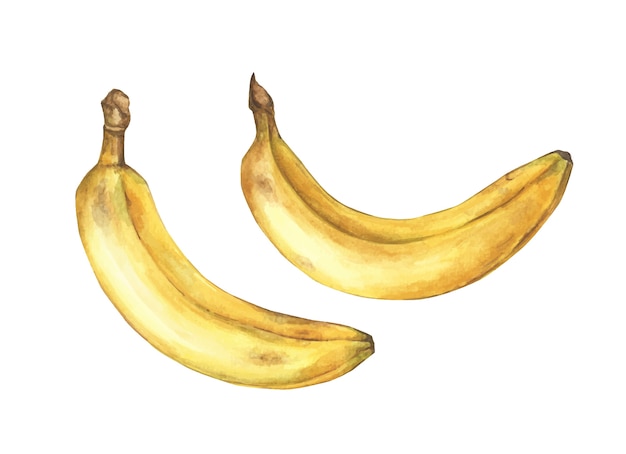 白い背景の上の熟したバナナのセットです 手描きの水彩イラスト プレミアムベクター