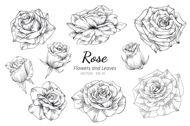 プレミアムベクター ラインアートとイラストを描くバラの花のセット