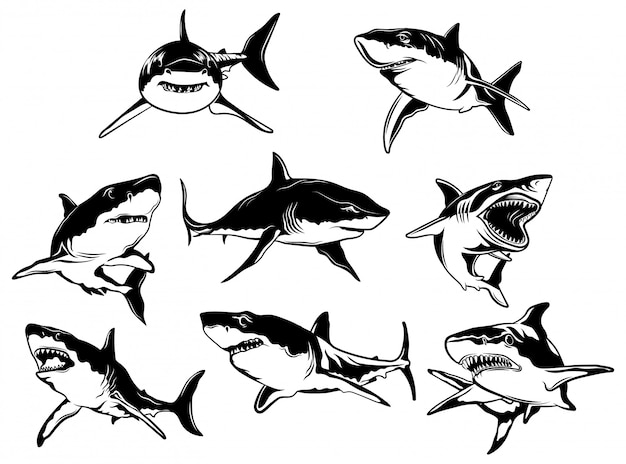サメのセットです 捕食性の海水魚のシルエットのコレクション プレミアムベクター