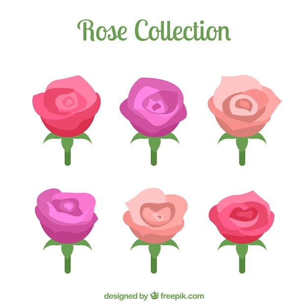 Set of six roses with different colors