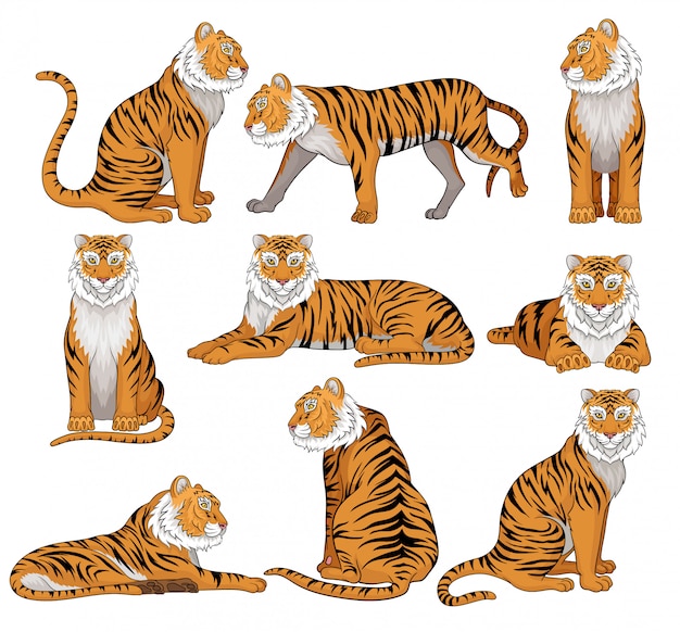 さまざまなポーズの虎のセットです オレンジ色のコートと黒のストライプの大きな野生の猫 強力な捕食動物 野生生物のテーマ プレミアムベクター