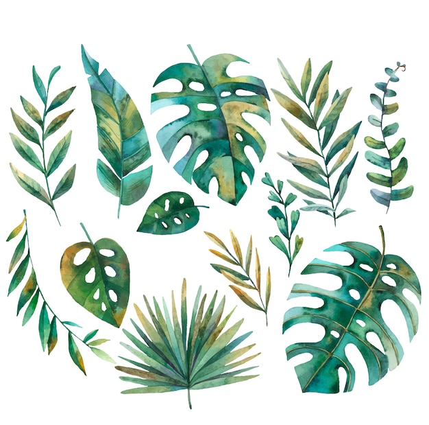 熱帯の葉 モンステラ ヤシのベクトル 白い背景の水彩画イラストのセット プレミアムベクター