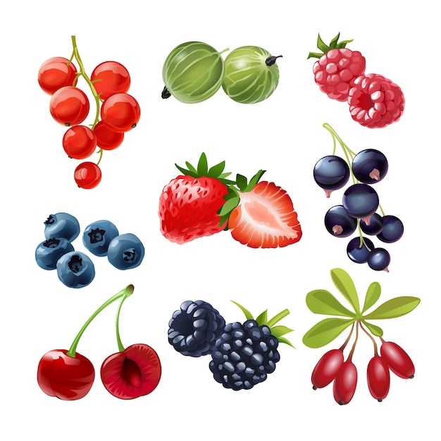 Berry Vectors Photos And Psd Files Free Download