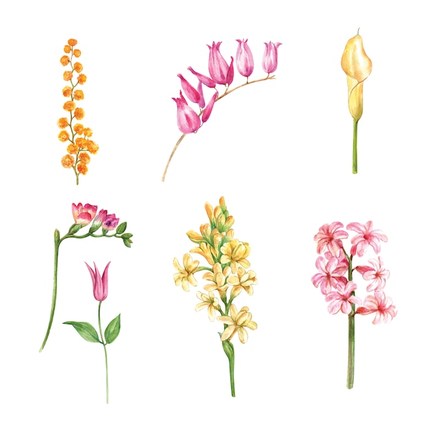 水彩花のつぼみと葉 分離された要素のイラストのセット 無料のベクター