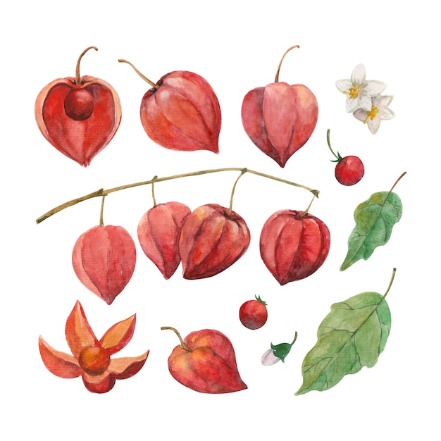 花の葉とサイサリスの果実と水彩イラストのセット プレミアムベクター