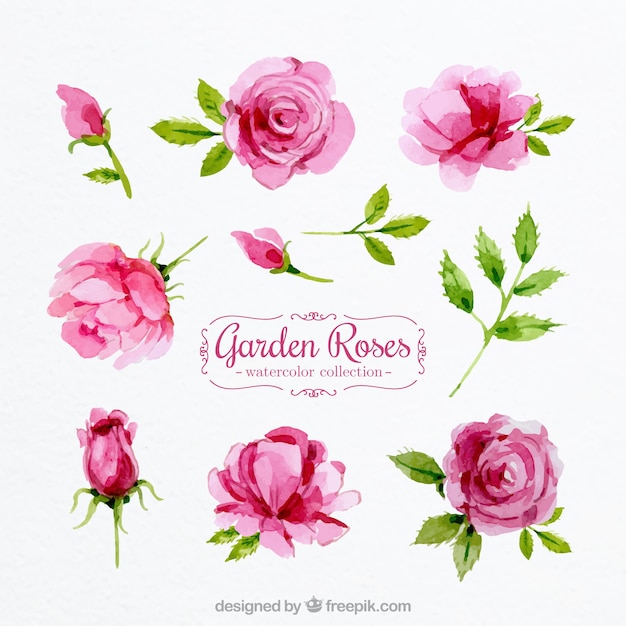Download Set of watercolor roses Vector | Free Download