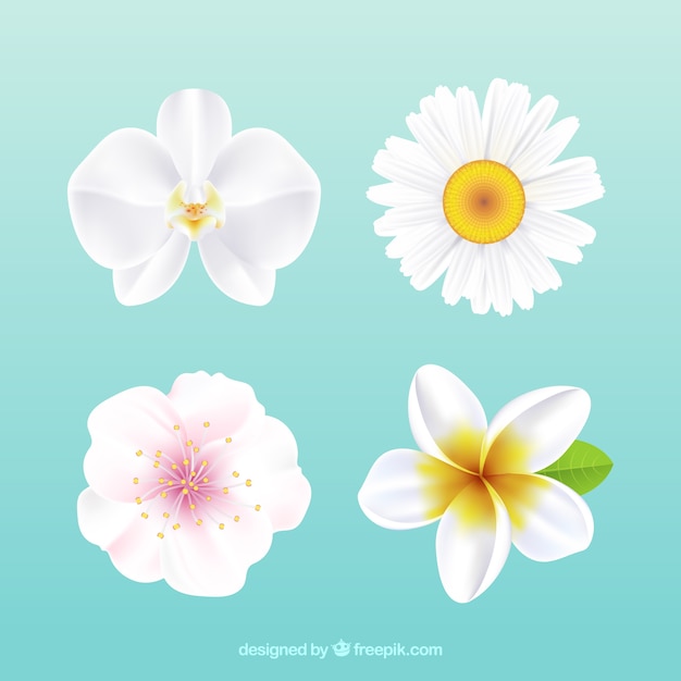 Set of white flowers in realistic style