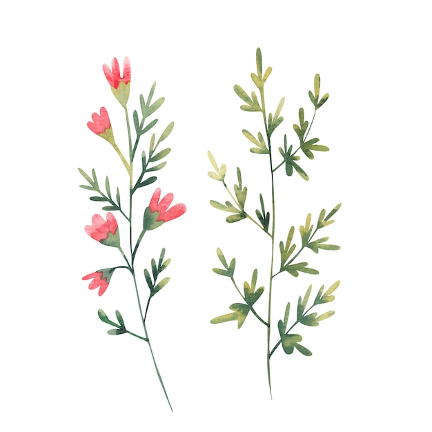 白い背景の赤い花水彩イラストと野生の花のセット プレミアムベクター