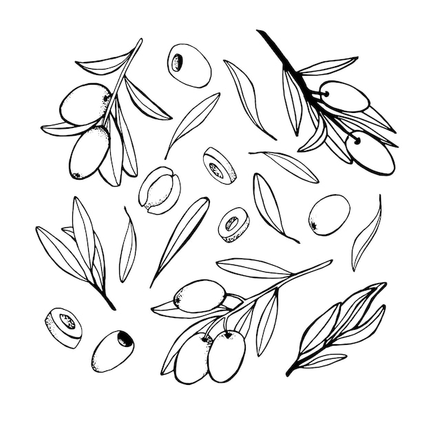 Premium Vector | Set of olives branches and leaves on a white ...