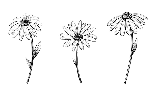 Daisy Outline Images Free Vectors Stock Photos Psd