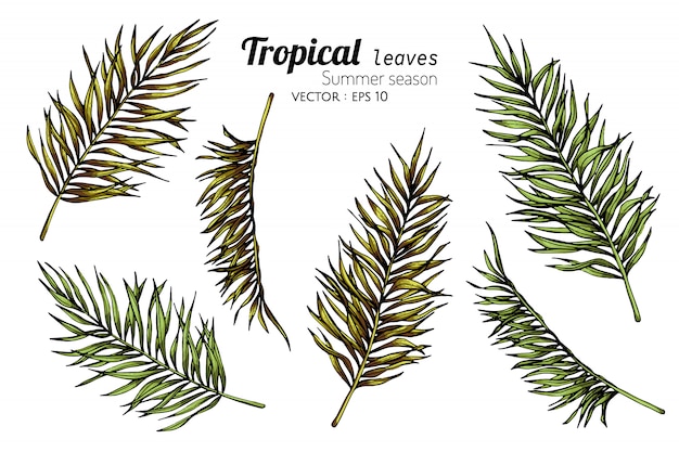 Premium Vector Set Of Palm Leaf Drawing Illustration