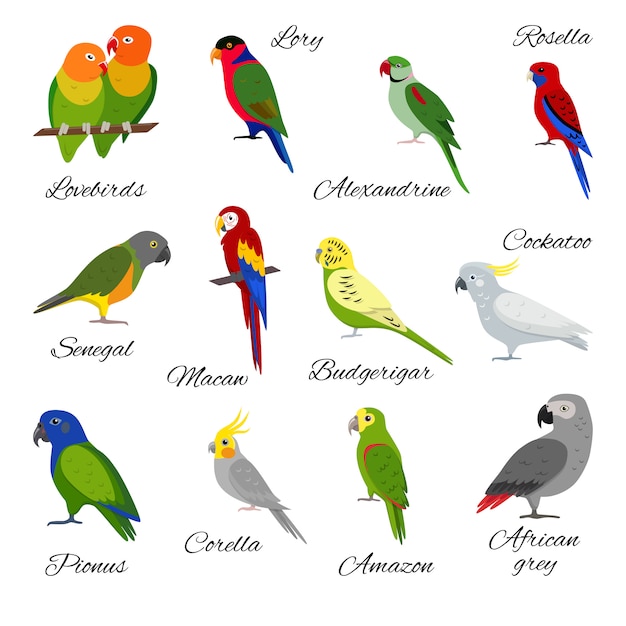 Download Free Set Of Parrot Premium Vector Use our free logo maker to create a logo and build your brand. Put your logo on business cards, promotional products, or your website for brand visibility.
