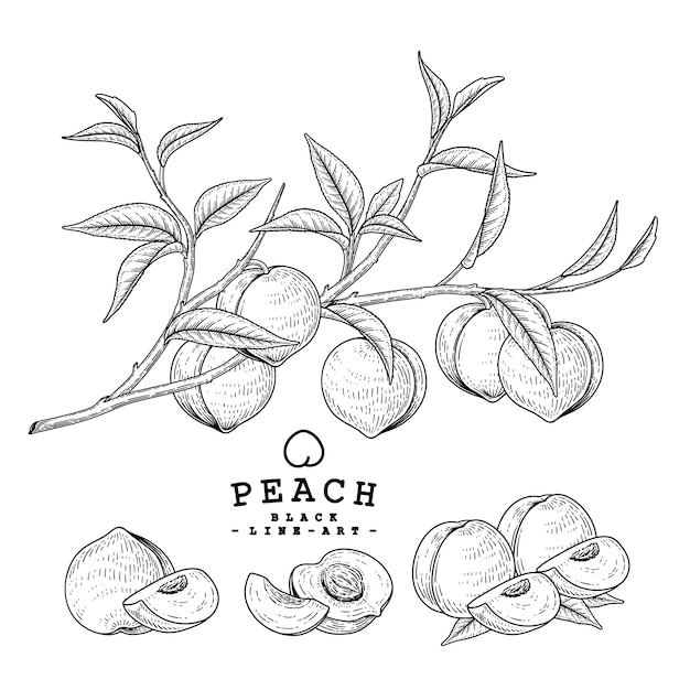 Premium Vector Set Of Peach Botanical Isolated On White 2748