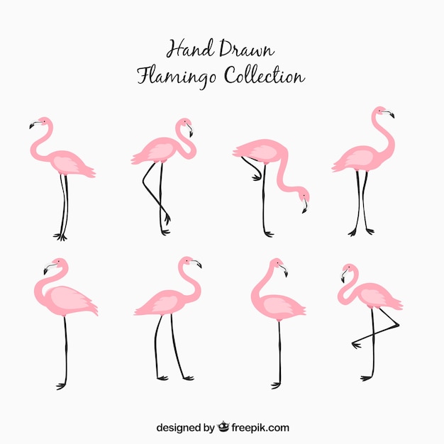 Free Vector Set Of Pink Flamingos In Hand Drawn Style