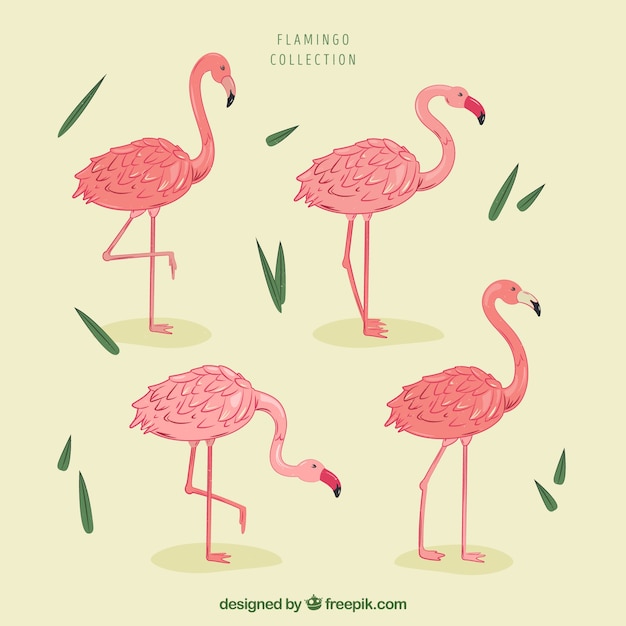 Free Vector | Set of pink flamingos with different poses