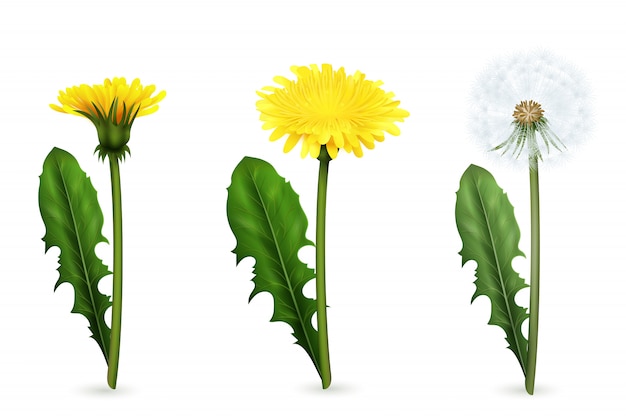Set of realistic images of yellow and white dandelion flowers with leaves in different stages of flowering isolated Free Vector