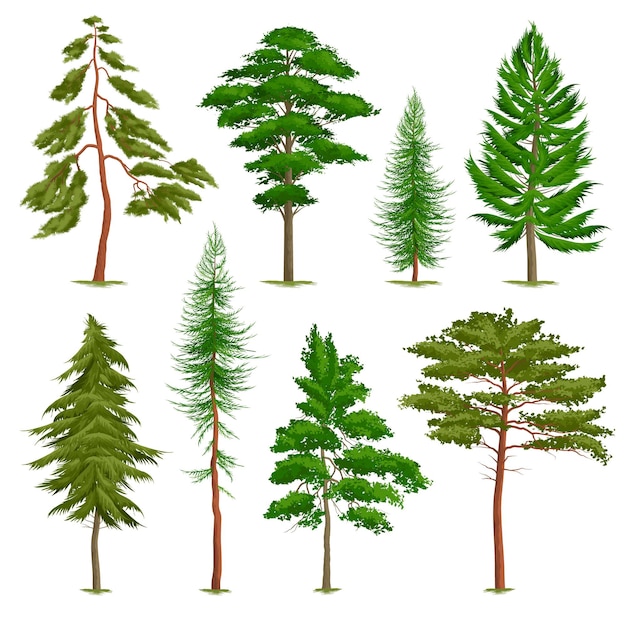 Set of realistic pine trees of various type isolated on white | Free Vector