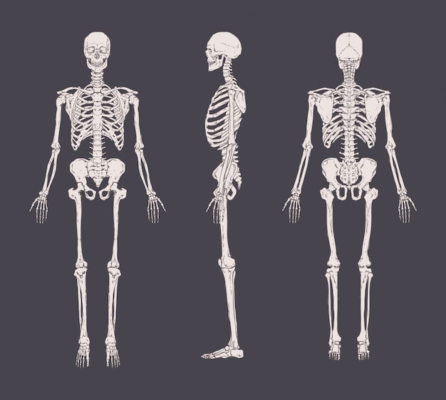 Premium Vector | Set of realistic skeletons isolated. anterior, lateral ...