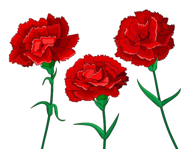 Set of red carnations on white background | Premium Vector