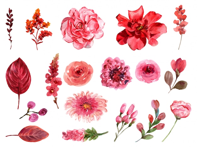 Set red floral and leaves. | Premium Vector
