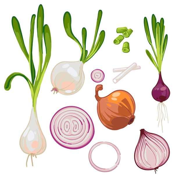 Premium Vector | Set of ripe farm onions, sprouted onions, green onions ...