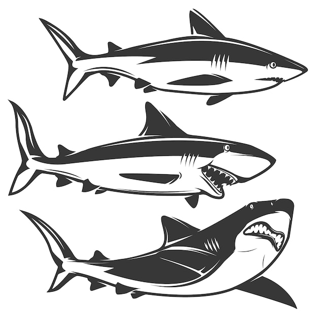 Download Set of shark isolated on white Vector | Premium Download
