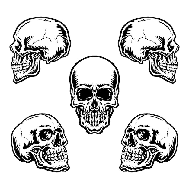 Premium Vector | Set of skulls in different positions
