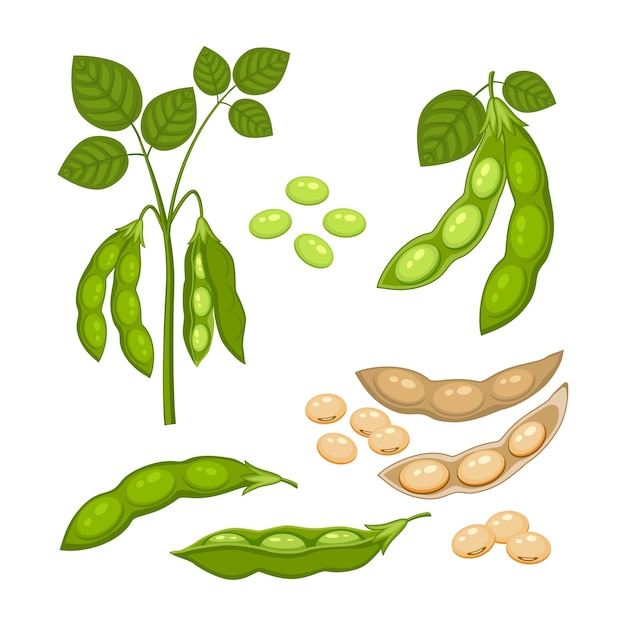 Premium Vector | Set of soy bean plant with ripe pods and green leaves ...