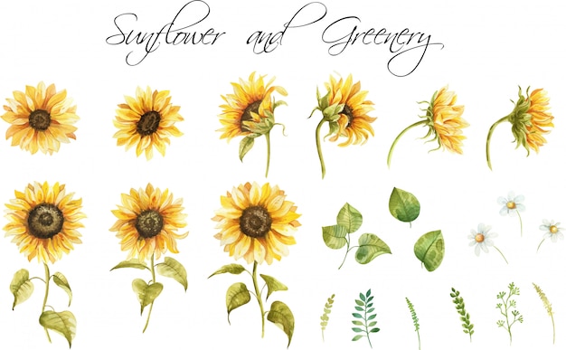 Download Premium Vector | Set of sunflowers and leaves. hand ...