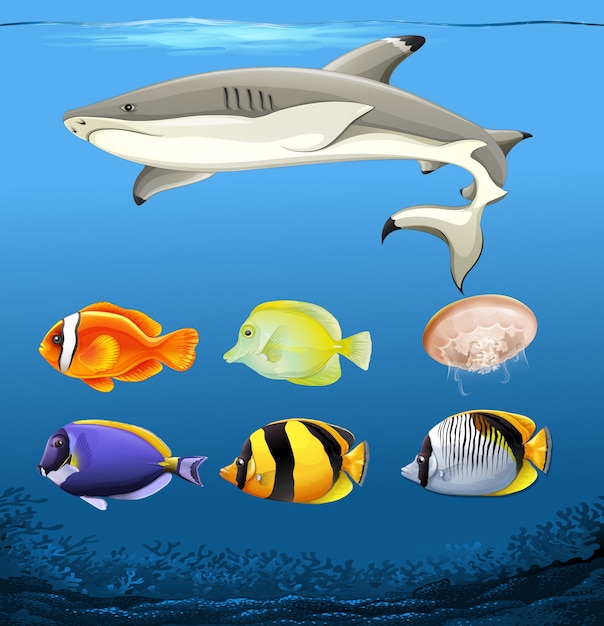 Free Vector | Set of underwater fish